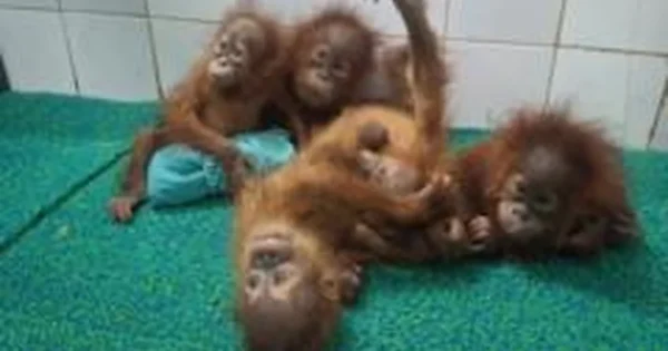 Indijos Odišos miške rasti orangutanų jaunikliai paskatino tyrimą dėl prekybos laukiniais gyvūnais