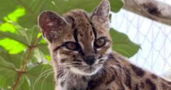 Bolivijos Yungas debesų miške nustatyta nauja laukinės katės rūšis Leopardus tilcayo