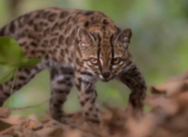 Bolivijos Yungas debesų miške nustatyta nauja laukinės katės rūšis Leopardus tilcayo