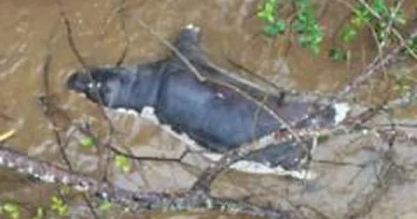 Zambijoje po juodligės protrūkio gyventojai įspėti nevalgyti nugaišusių laukinių gyvūnų mėsos