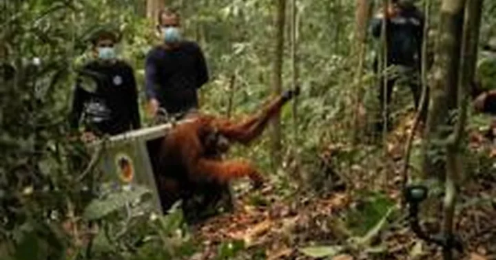 Po Borneo gaisrų į laisvę paleisti nykstantys orangutanai