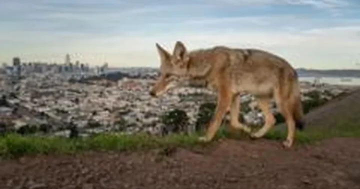 Paskelbti „Wildlife Photographer of the Year 2026“ nugalėtojai