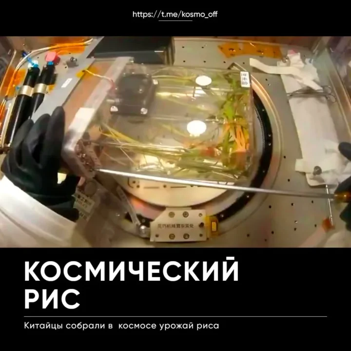 Kinijos kosmonautai stotyje „Tiangong“ nuėmė ryžių derlių ir pasėjo naują ciklą