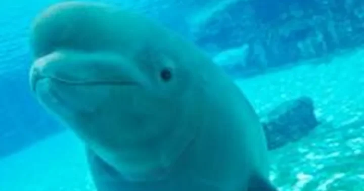 Iš uždaryto Marineland of Canada parko į JAV ir Ispaniją perkelta 30 baltųjų banginių, šeši nugaišo