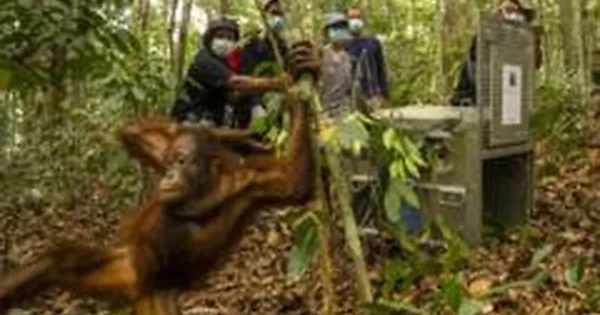 Po vasaros gaisrų orangutanai grąžinti į Borneo mišką