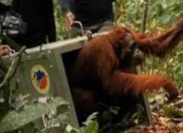 Po Borneo gaisrų į laisvę paleisti nykstantys orangutanai